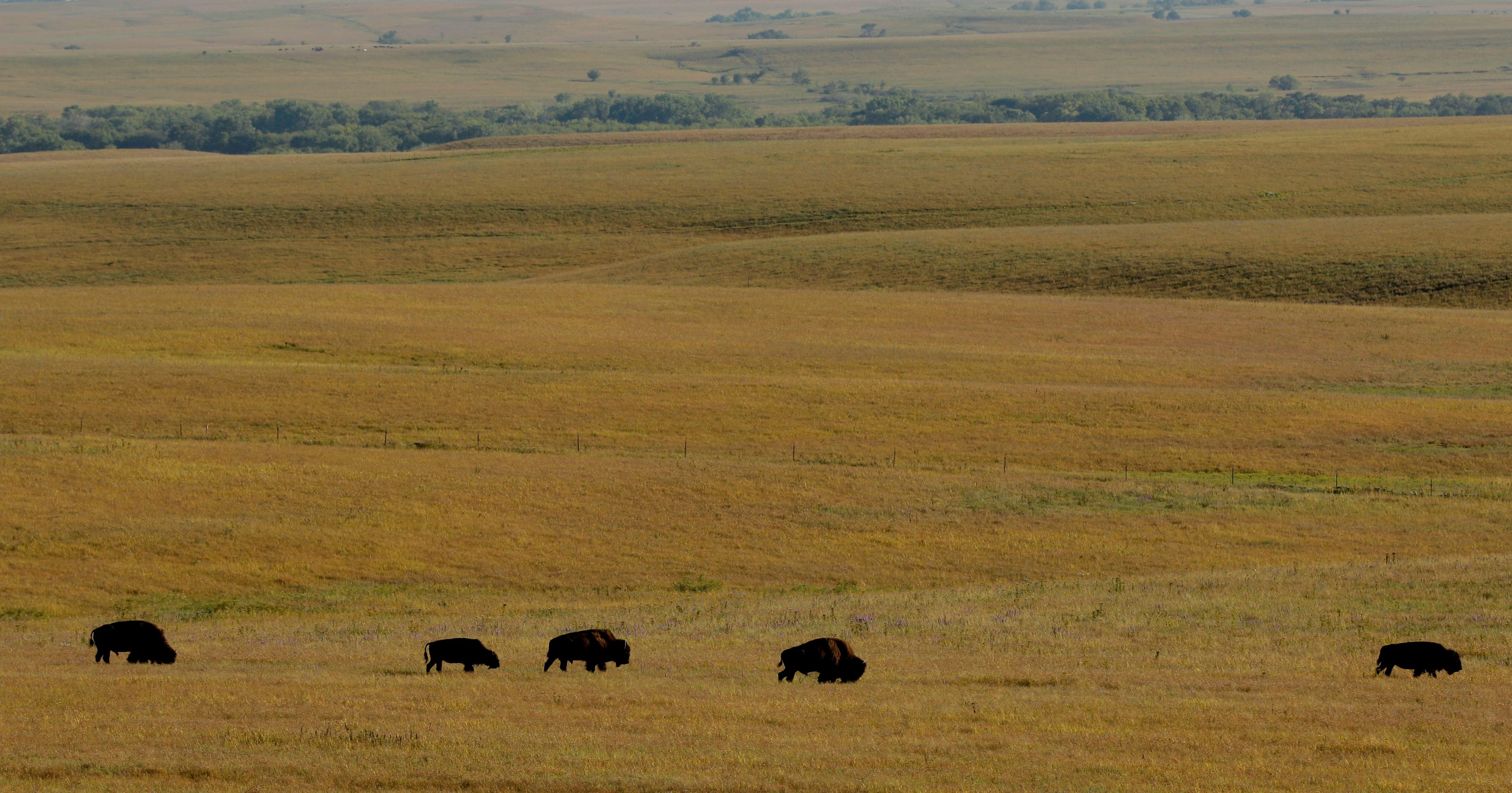 Kansas' Tallgrass Prairie Preserve: Glimpse of yesteryear