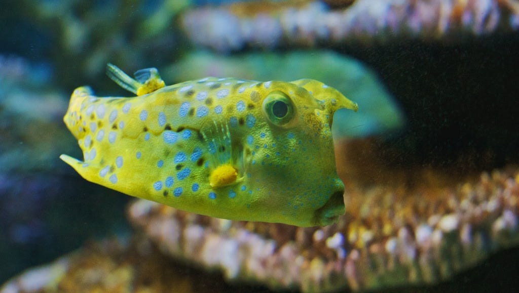 Har råd til Artifact Dempsey 10 craziest fish and where to see them