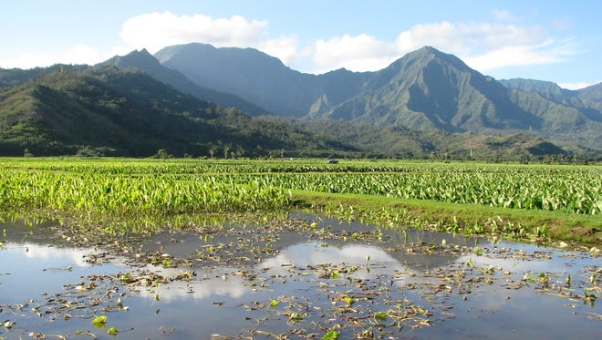 Taro has been grown in Kauai's lush Hanalei valley for centuries and Kauai is the state's top producer of the root used to make the Hawaiian staple poi.