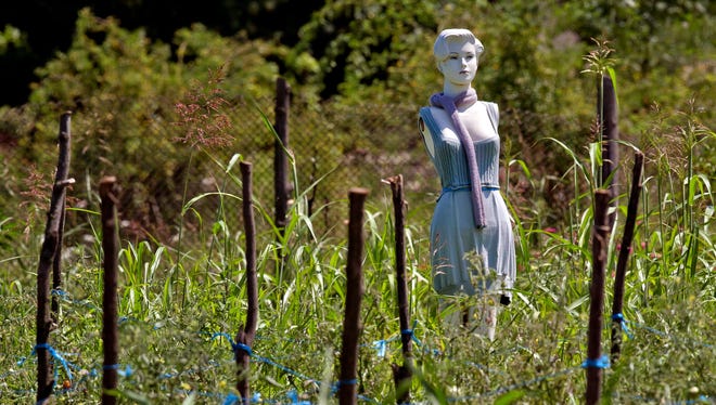 A clothing mannequin sports a blue dress while being used as a scarecrow in a tomato garden in Gurbanesti, Romania.