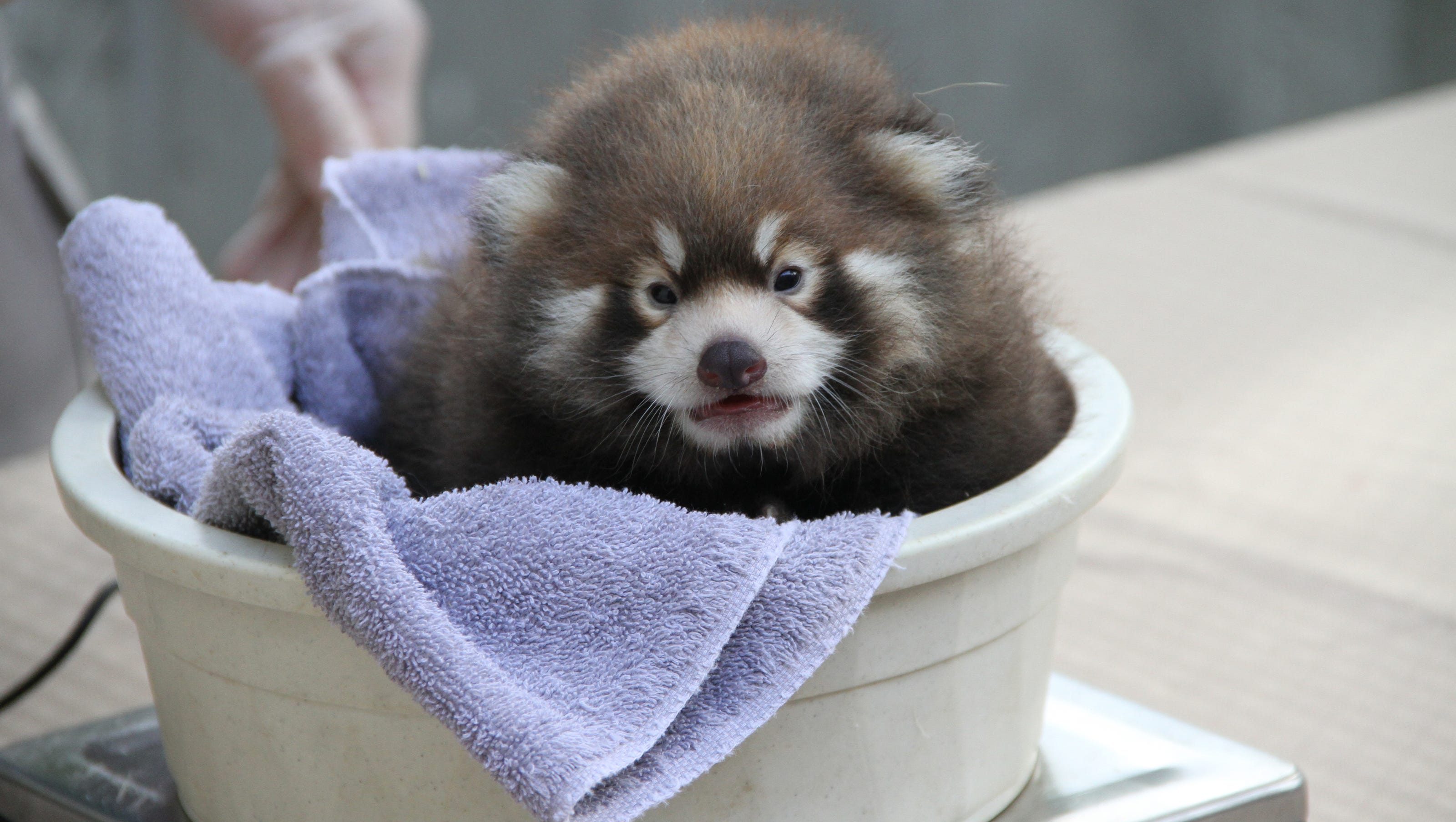 New York Zoo Has Rare Red Panda Birth New York Zoo Has Rare Red Panda Birth