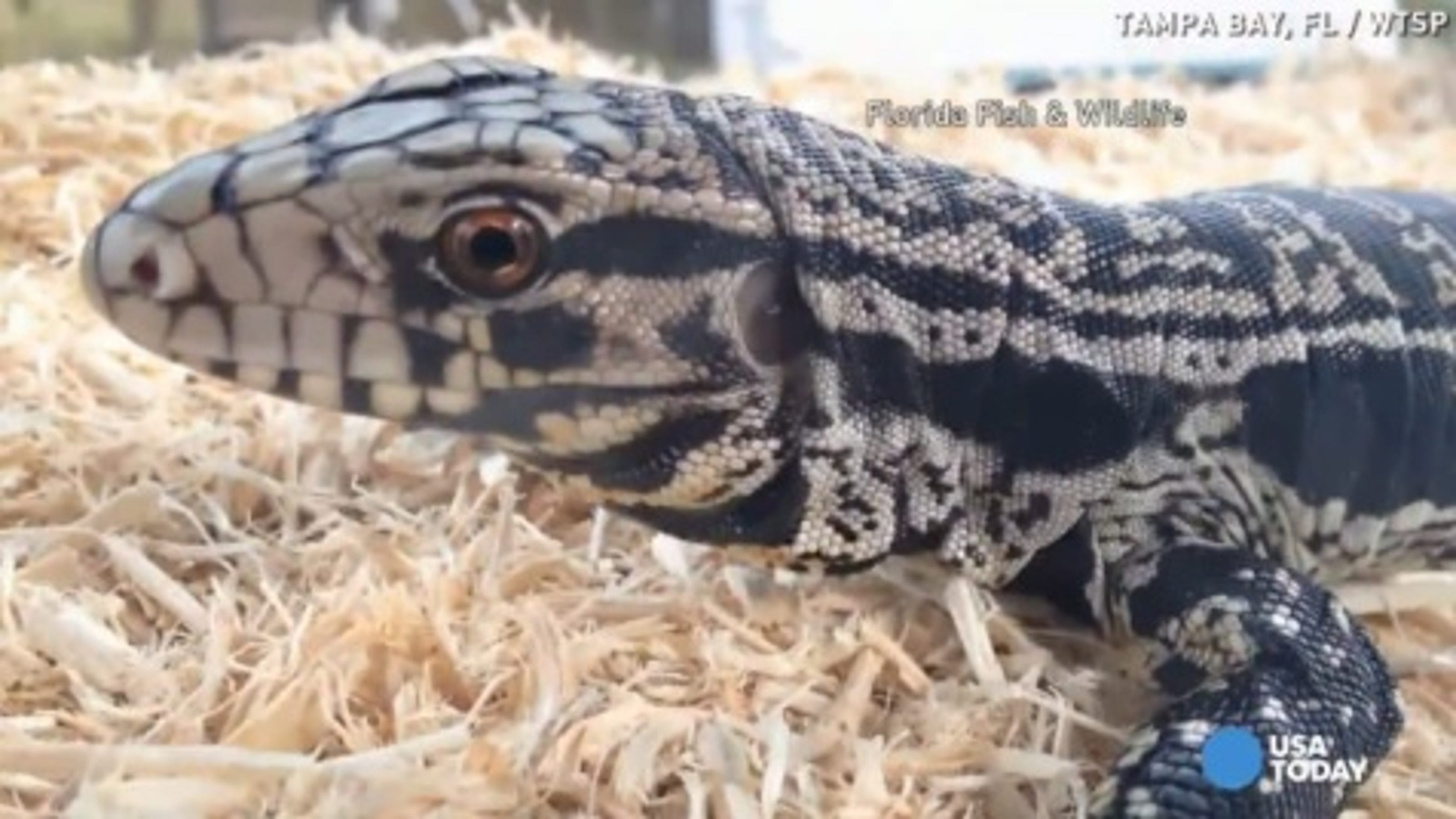 Watch where you step! Large lizards invade Florida