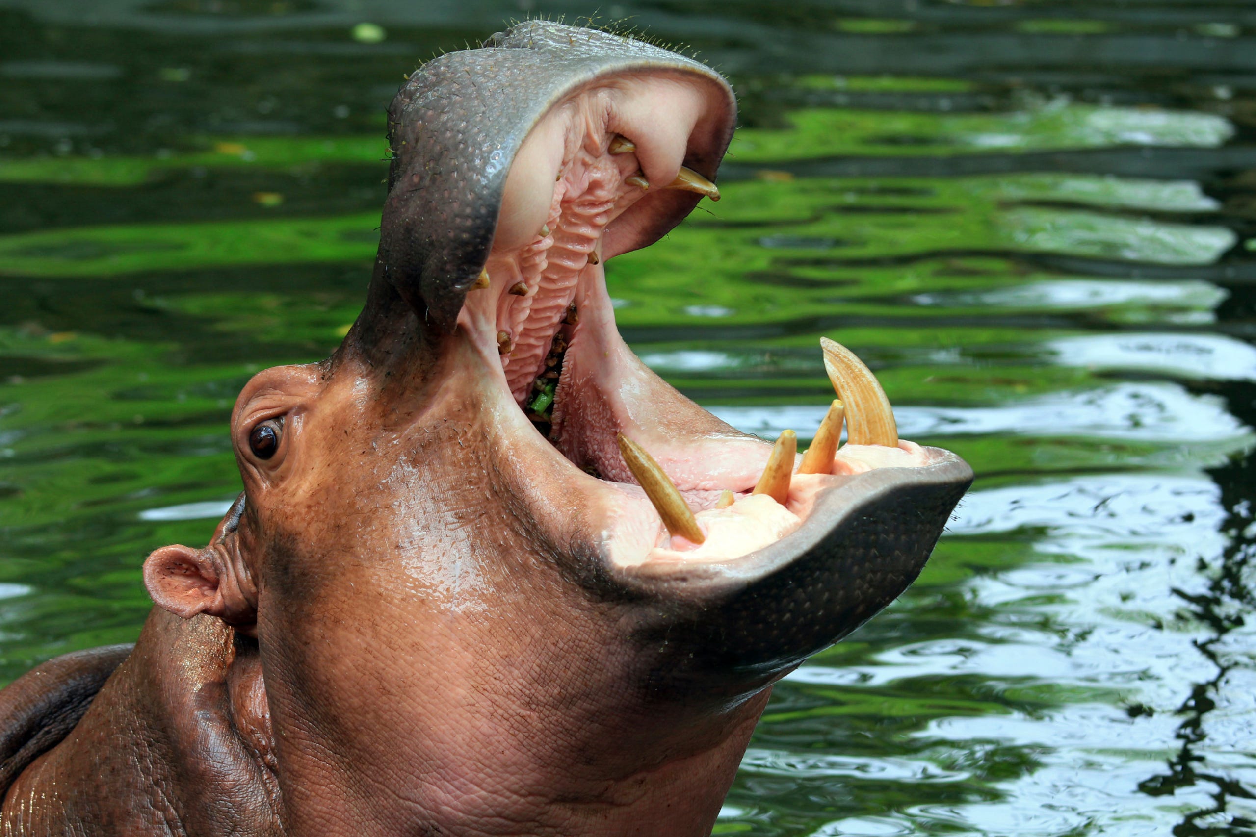 Top 10 Zoos in the United States People Rate Good Hippo Haven