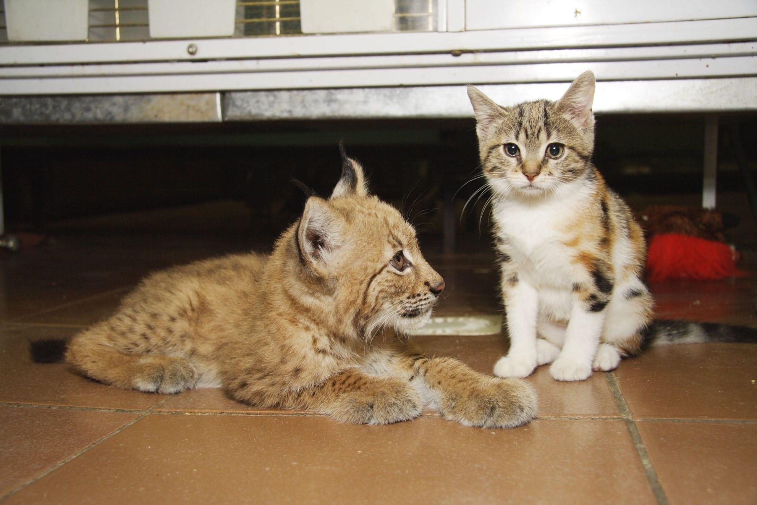 Unlikely Friendship Between Lynx And Kitty Cat At Russian Zoo
