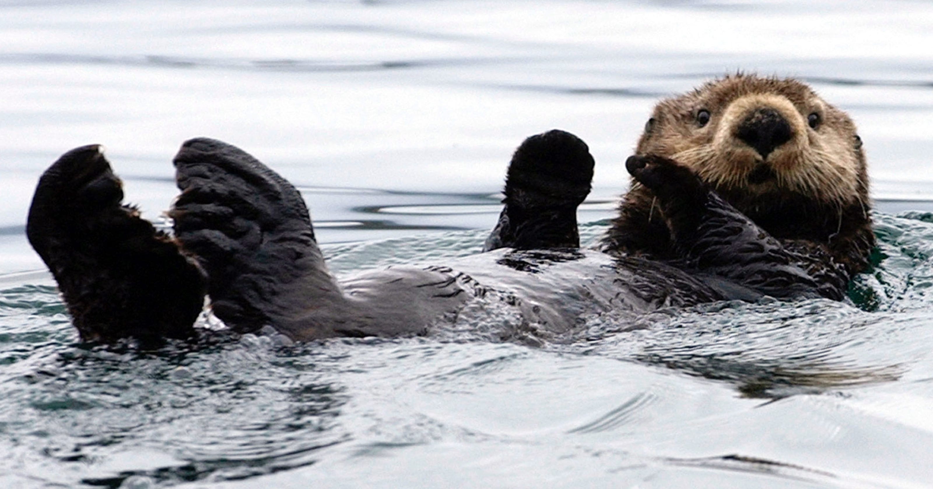 Alaska official has cute little sea otters in his sights