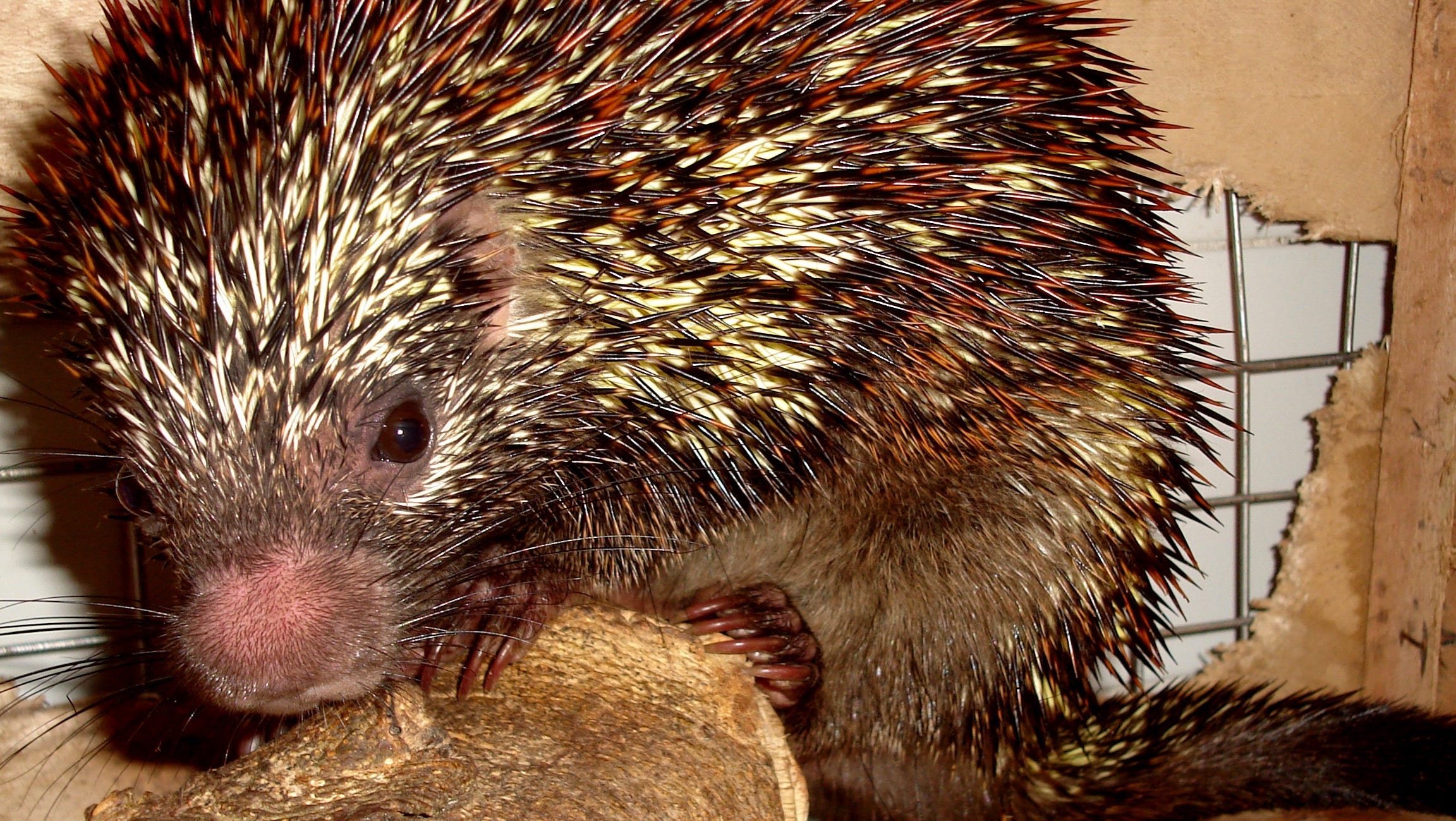 Brazilian Team Finds New Porcupine Species