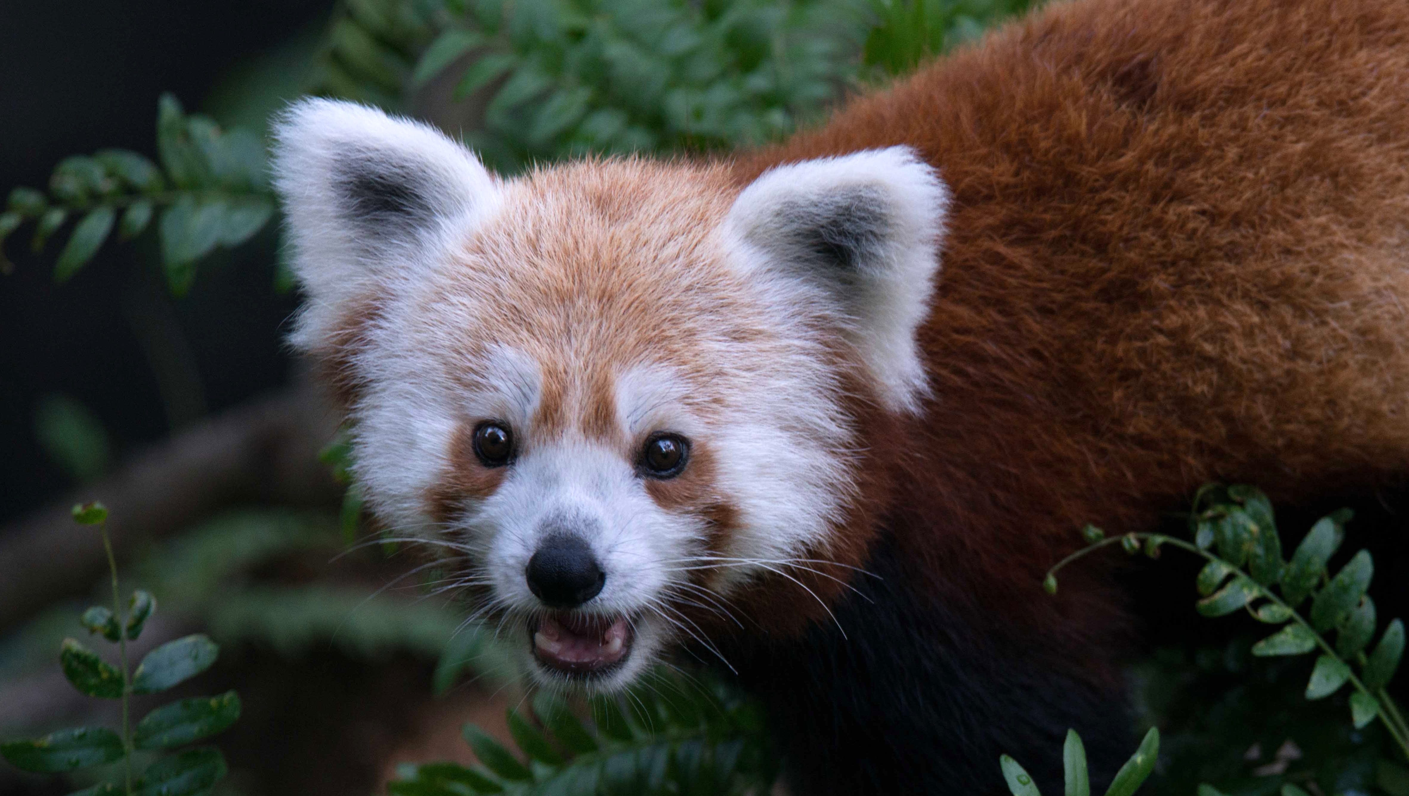 Missing red panda from National Zoo found in DC Missing red panda from National Zoo found in DC