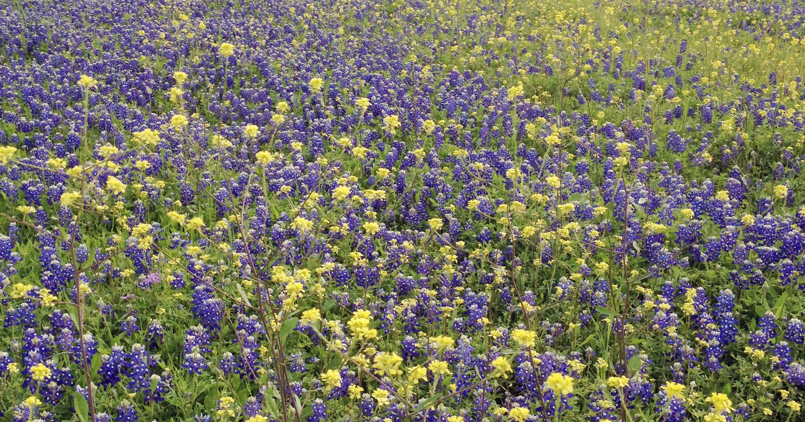 Where to find spring's best wildflower blooms