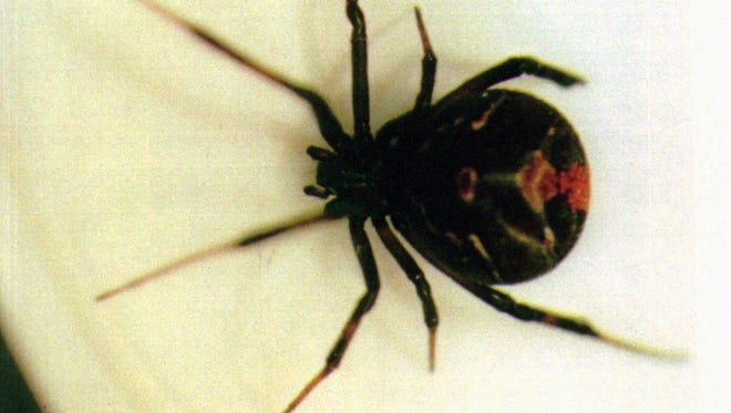 Golfer Daniela Holmqvist was bitten by a black widow spider while playing a round of golf on the Ladies European Tour. She finished the remaining 14 holes of her round and shot a 74 after digging the spider's venom out of her ankle with a spare golf tee.