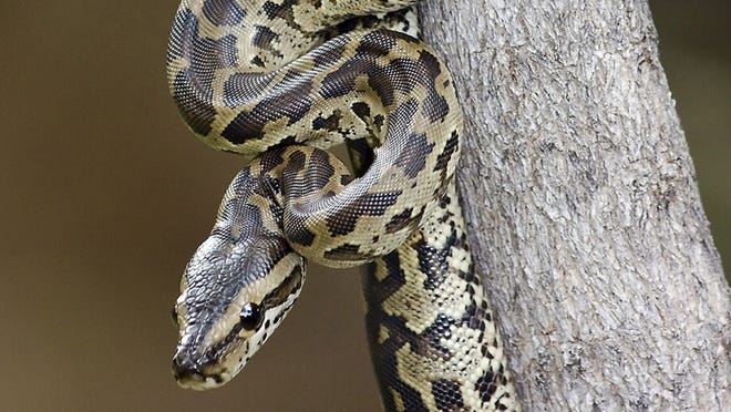 Escaped python kills 2 young boys in Canada