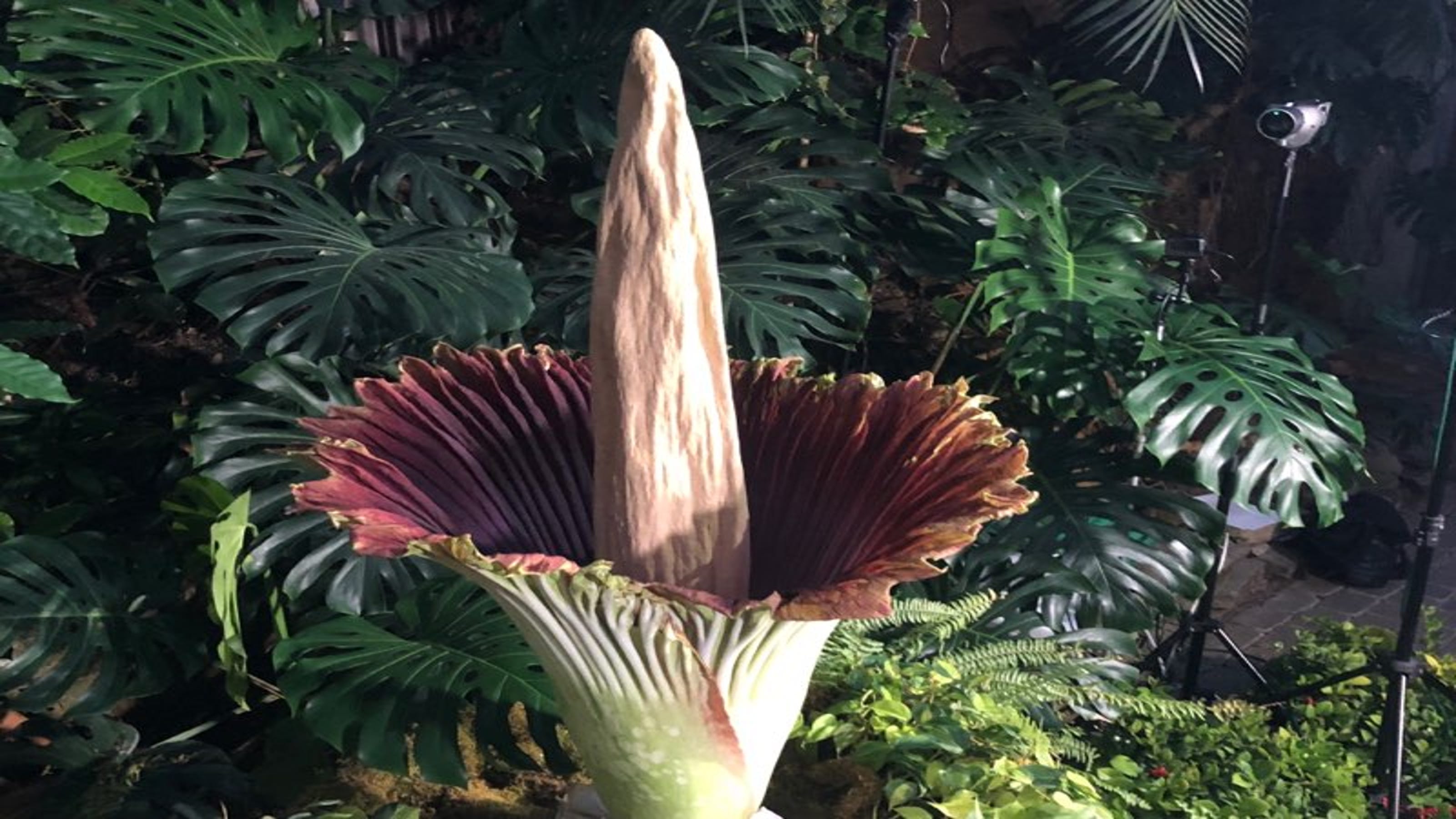 Rare corpse flower blooms at Frederik Meijer Gardens in Grand Rapids