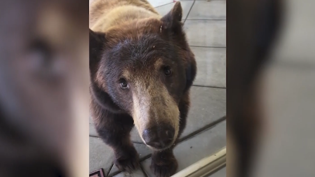 bears take over family