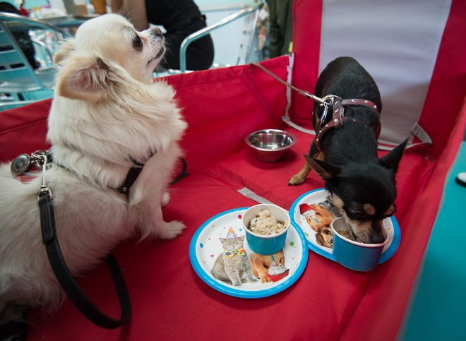 Tonks, left, a 7-year-old long hair chihuahua and Newt, a 4-year-old chihuahua enjoying ice cream at Salty Paws in Rehoboth.