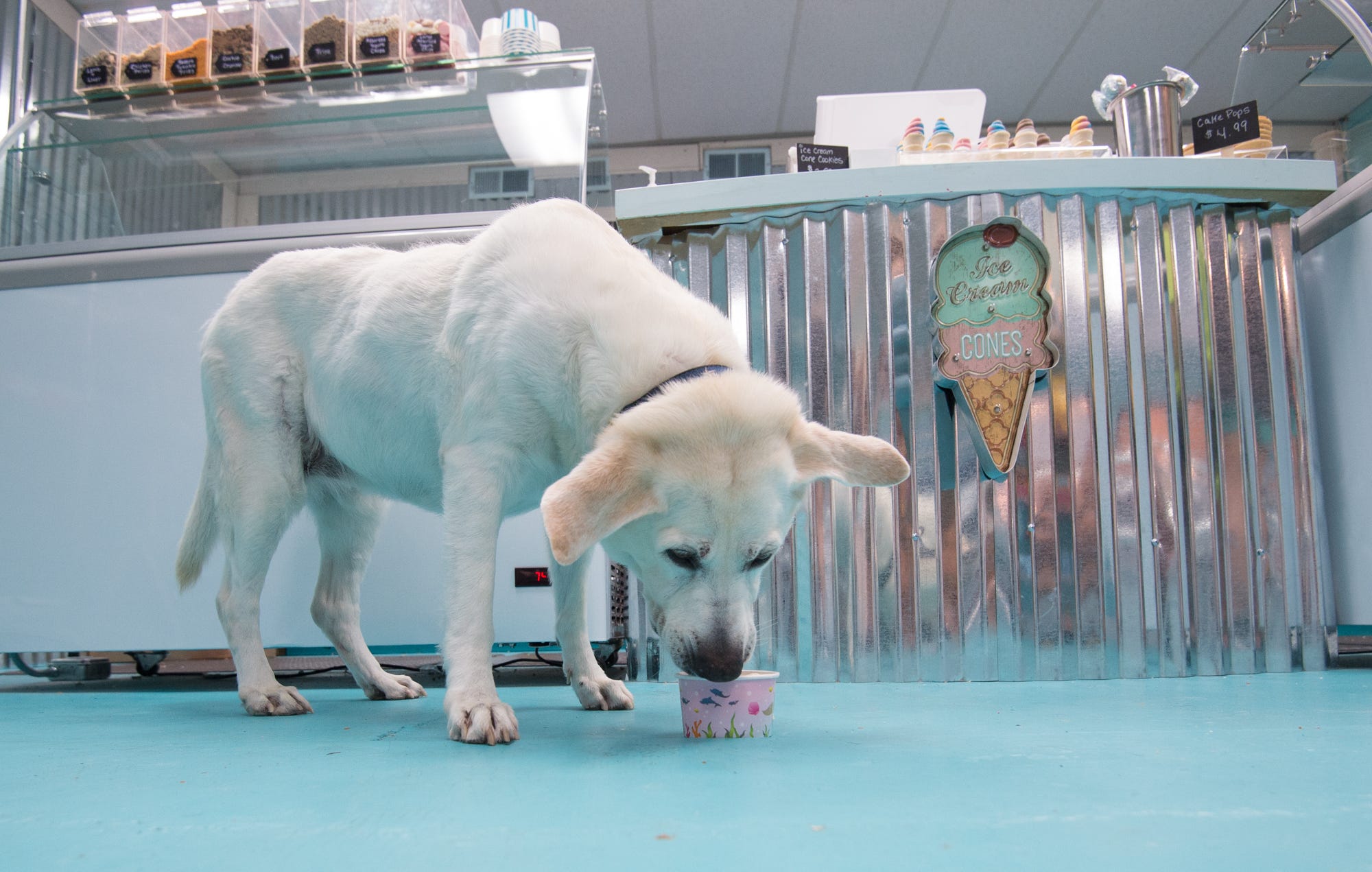 dog ice cream places near me