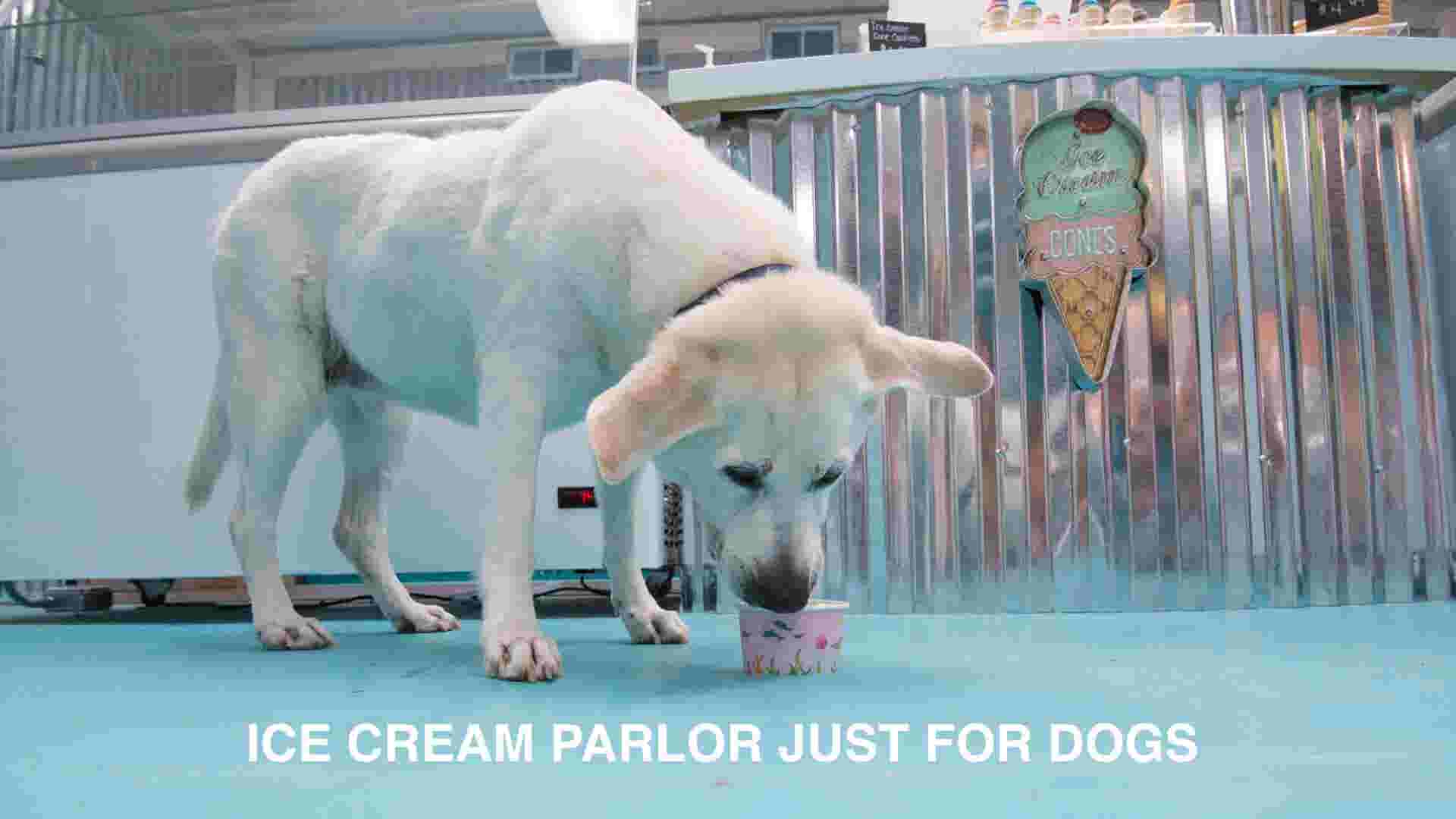 Salty Paws in Rehoboth serves ice cream just for dogs