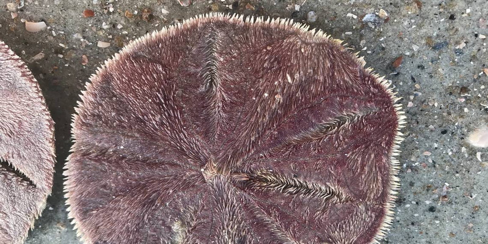 Taking a live sand dollar from a SC beach is illegal
