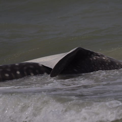 A dead whale shark has washed up on a Sanibel...