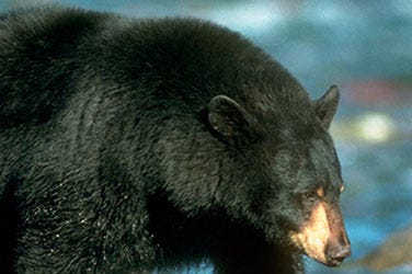 Group wants Wildlife Services to stop killing animals in Shasta County Group wants Wildlife Services to stop killing animals in Shasta County