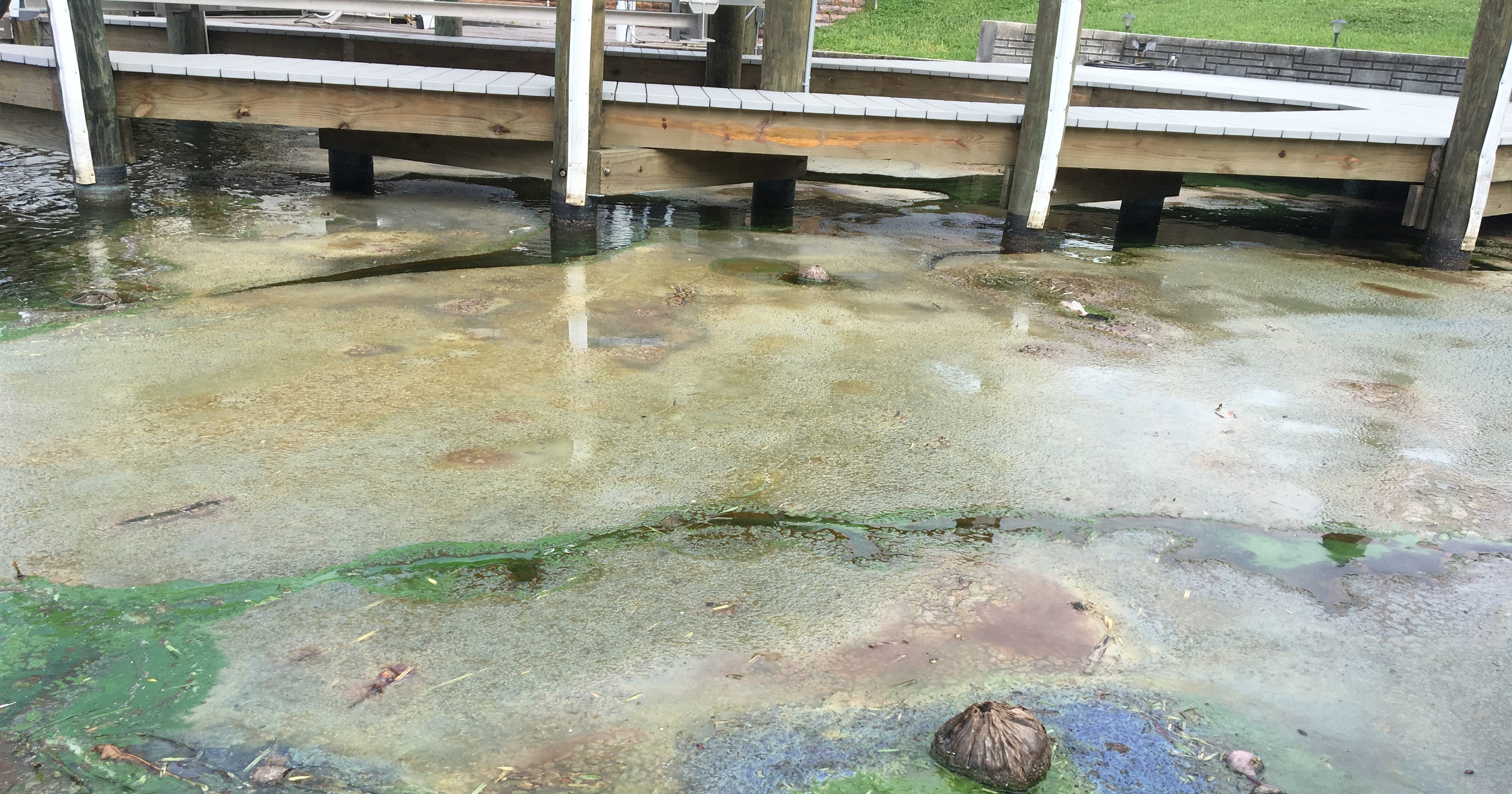 Florida Algae Crisis Algae Blooms Fouling Cape Coral Canals