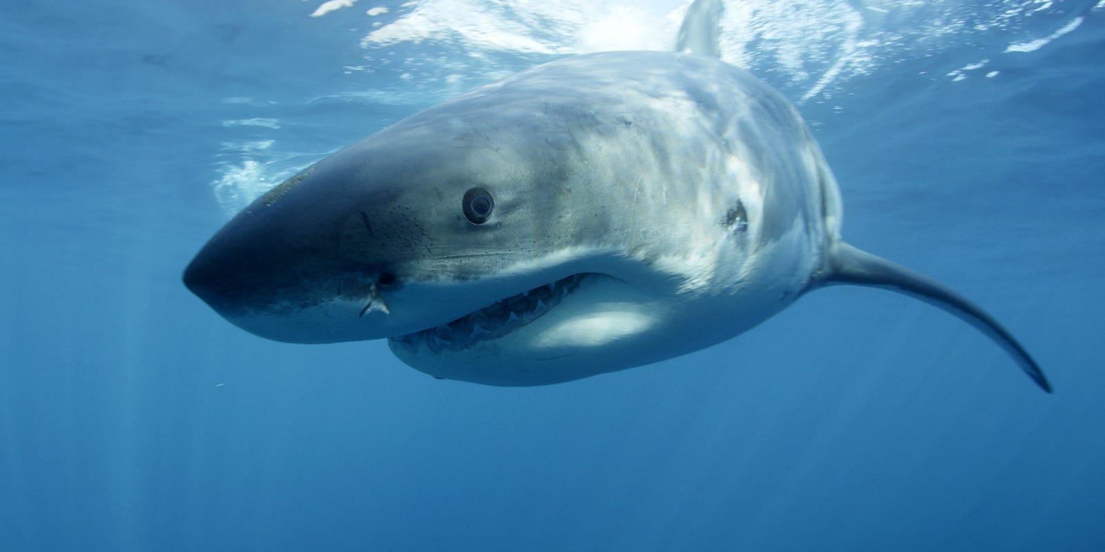 Jersey Shore shark attacks of 1916: Caroline brings back memories