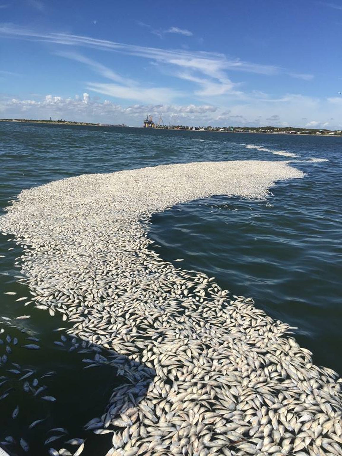 A Amp M Corpus Christi Red Tide Study Could Explain Cause And