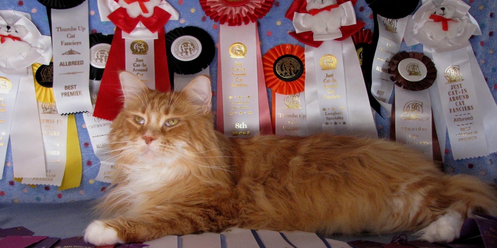 Cat Show In Taylor Is Purrfect Kid Friendly Event