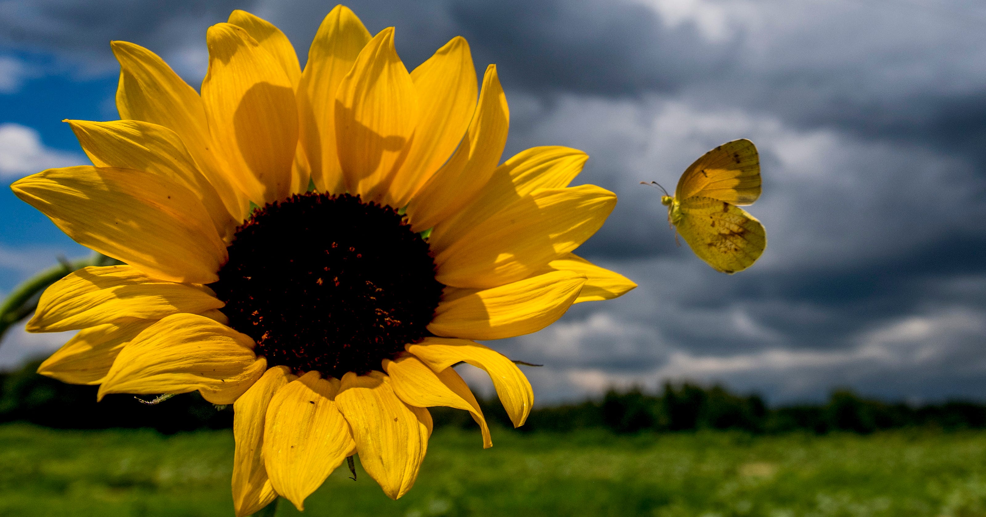 About Blooming Time Popular Autauga Sunflower Field Running