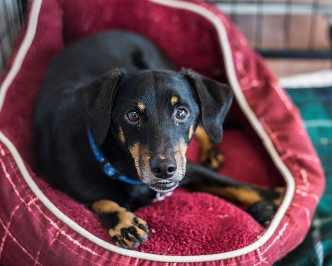 A dog awaiting adoption at H.E.L.P. the Animals is seen at the shelter on July 24, 2018