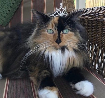 Sweet Tart the cat was elected as mayor in Omena, Michigan. She will serve for three years.