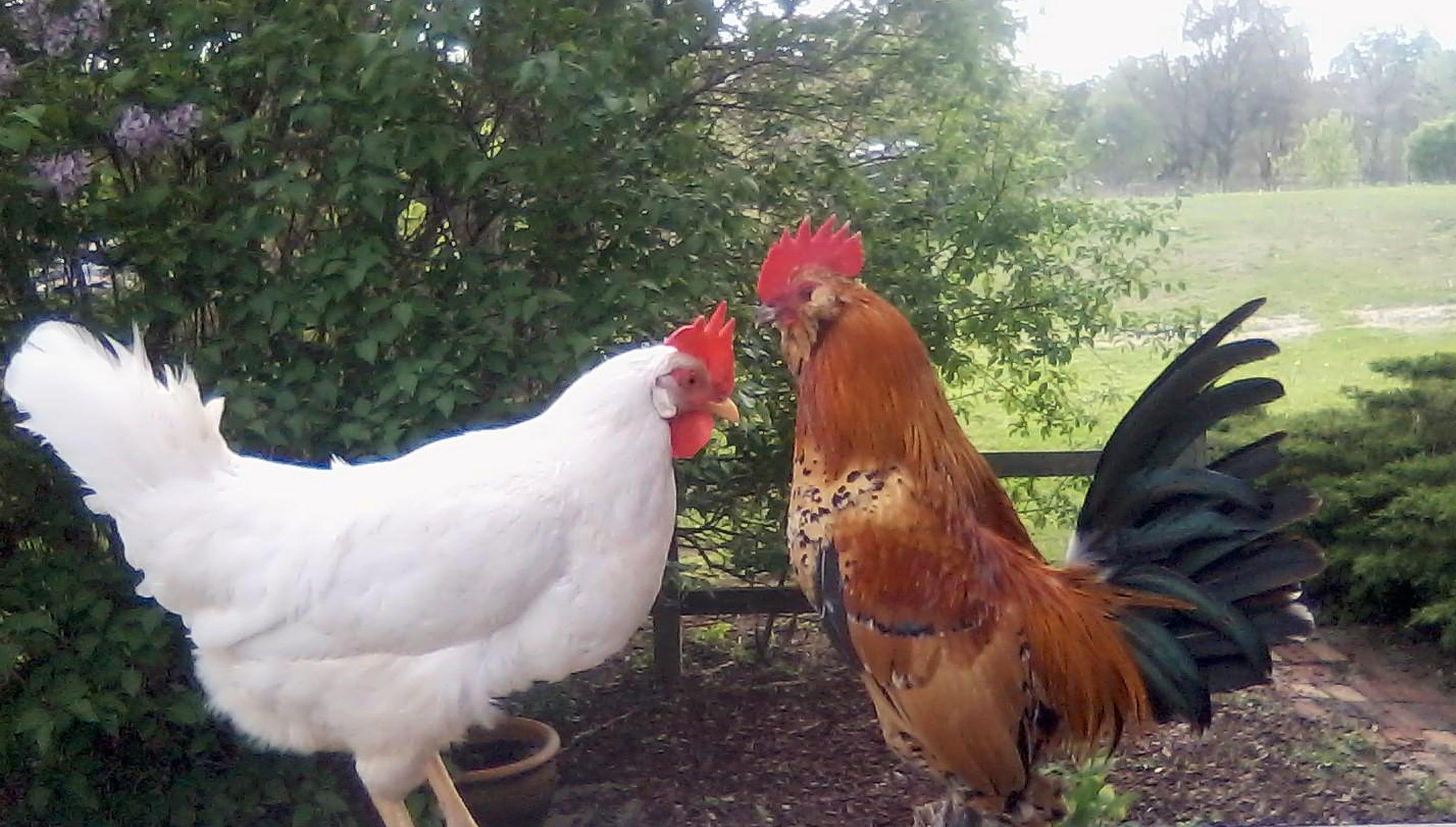 18 backyard chicken salmonella cases reported in Wisconsin 18 backyard chicken salmonella cases reported in Wisconsin