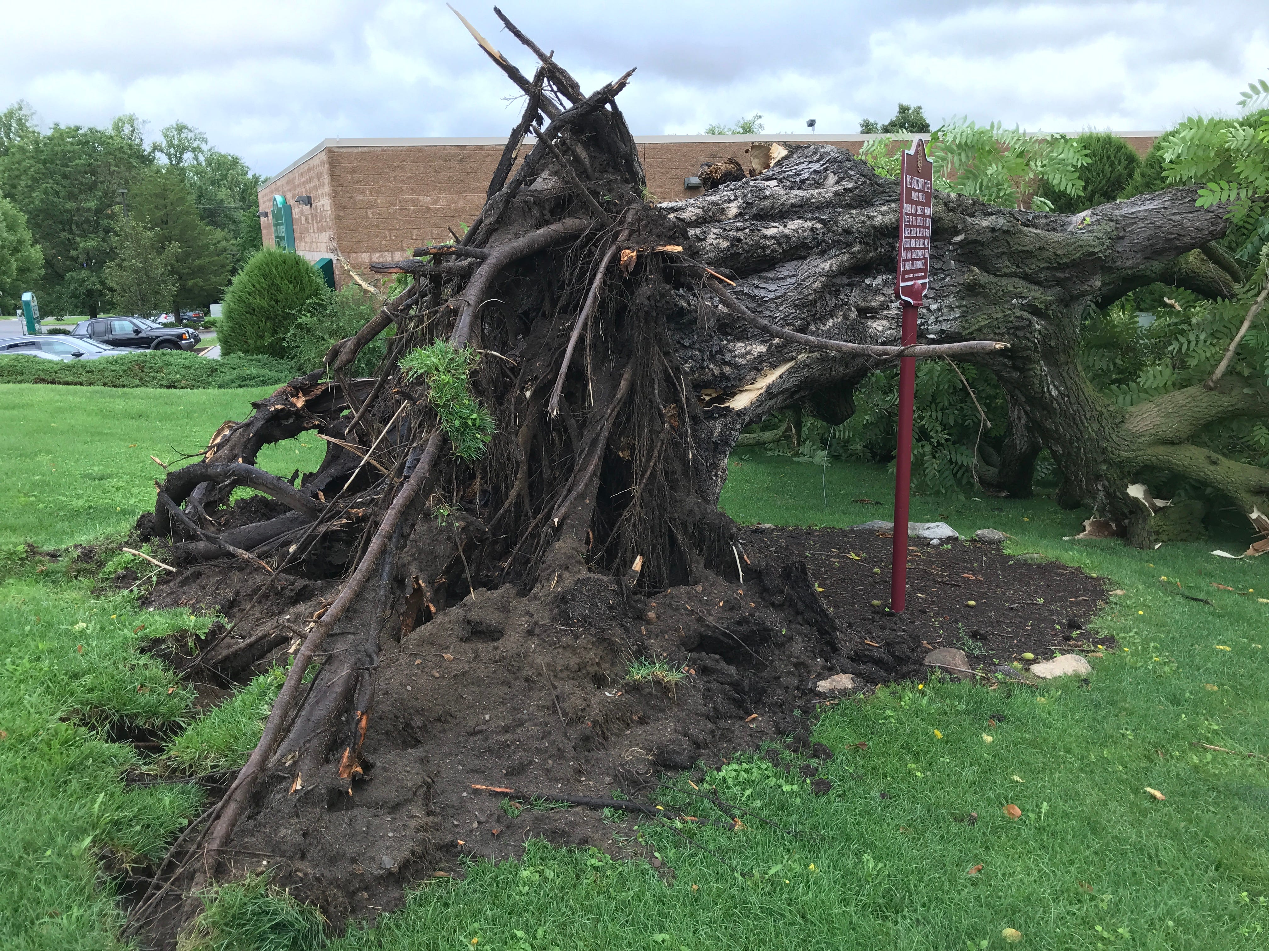 Largest New Jersey Butternut Tree In Kinnelon Felled By Rainstorm