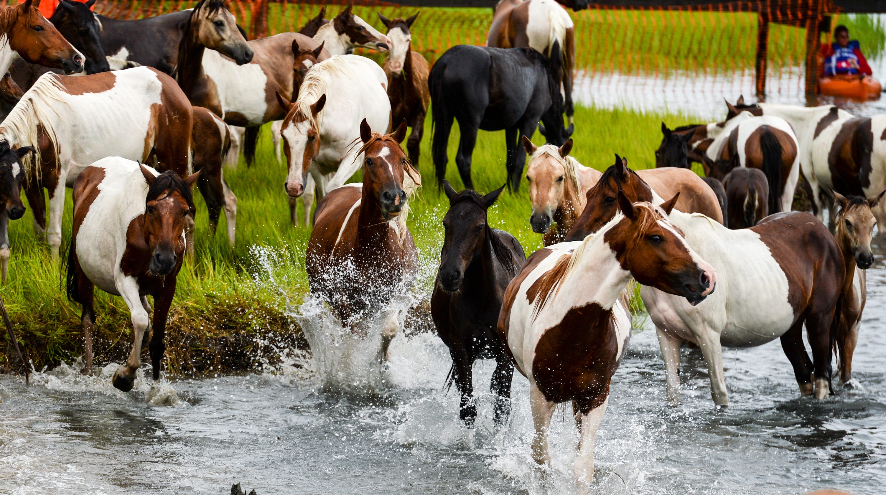 Swamp cancer is killing Chincoteague ponies on Virginia island