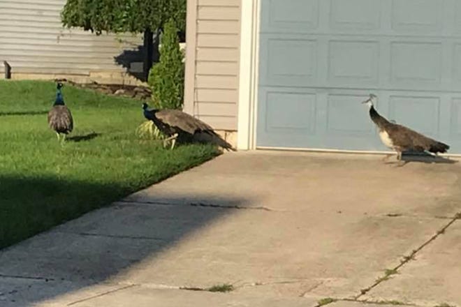 A Mount Laurel resident photographed peacocks in the Ivy Ridge development Monday morning.