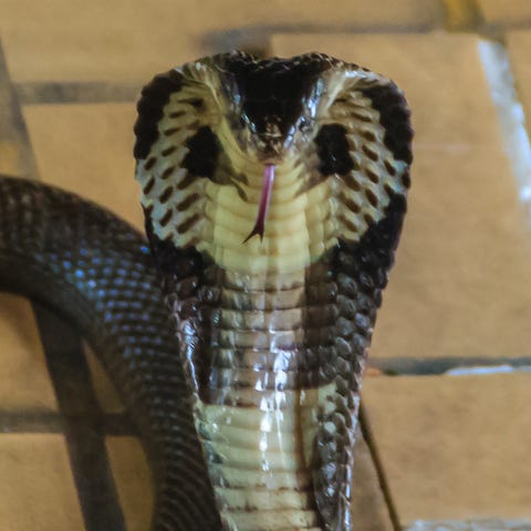 The monocled cobra is widespread across South and...