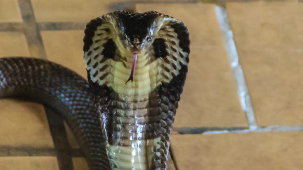 The monocled cobra is widespread across South and...
