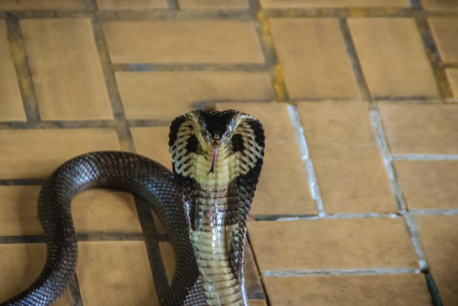 The monocled cobra is widespread across South and Southeast Asia.