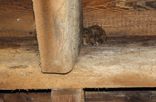 Some bats roost in buildings in the summertime. A woman who took a bat home from a Salem County Acme could be at risk for rabies, warn local health officials.