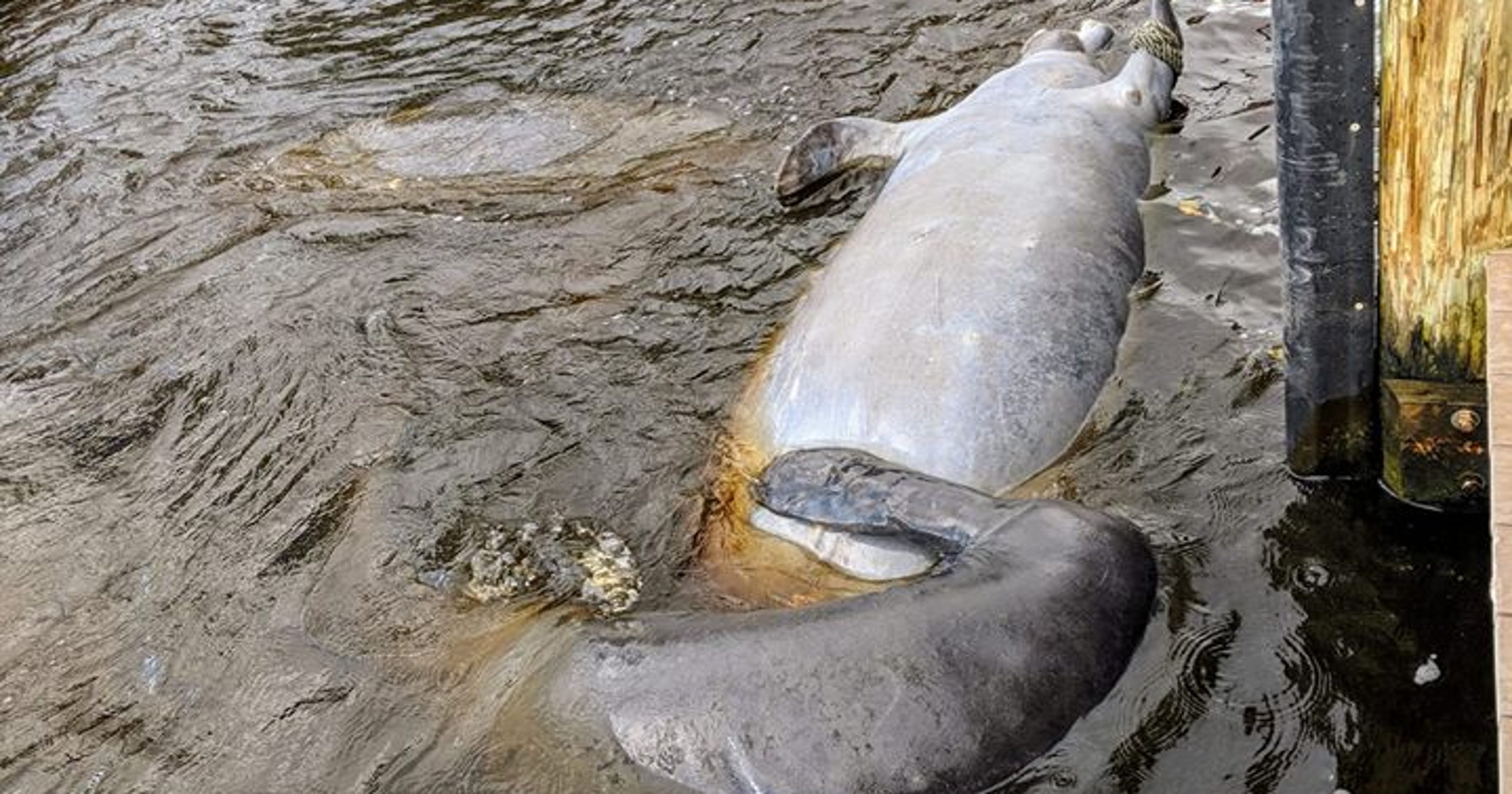 Dead manatee seen near Cape Coral Yacht Club