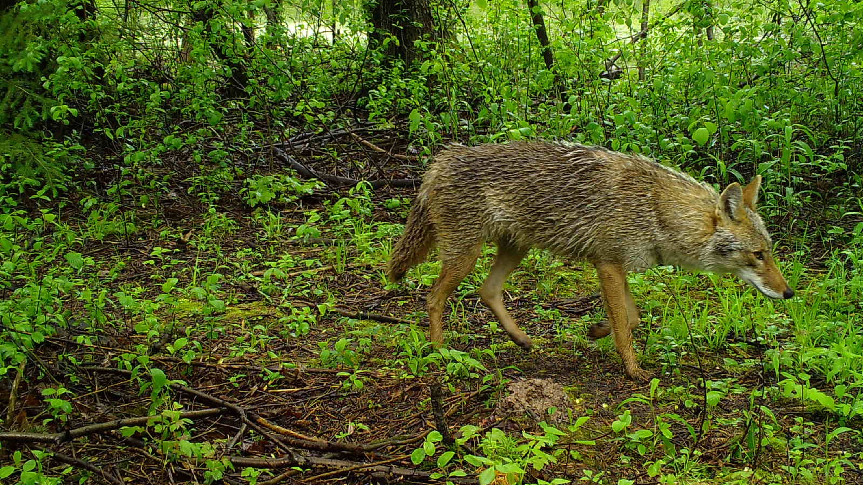 Audio of yelping pack brings presence of urban coyotes alive