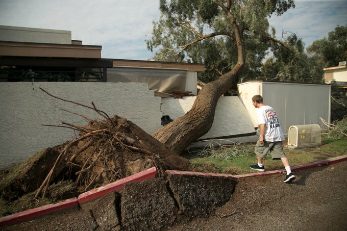 Josh Boyd surveys a large tree that came down just a few feet from his apartment, crushing his backyard wall and two of his family's vehicles near 31st and Northern avenues in Phoenix on July 31, 2018. Heavy winds and rain brought multiple trees down in the apartment complex the night before.