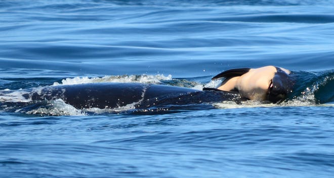 FILE — A baby orca whale is being pushed by her mother after being born off the Canada coast near Victoria, British Columbia. Whale researchers are keeping close watch on an endangered orca that has spent the past week carrying and keeping her dead calf afloat in Pacific Northwest waters.