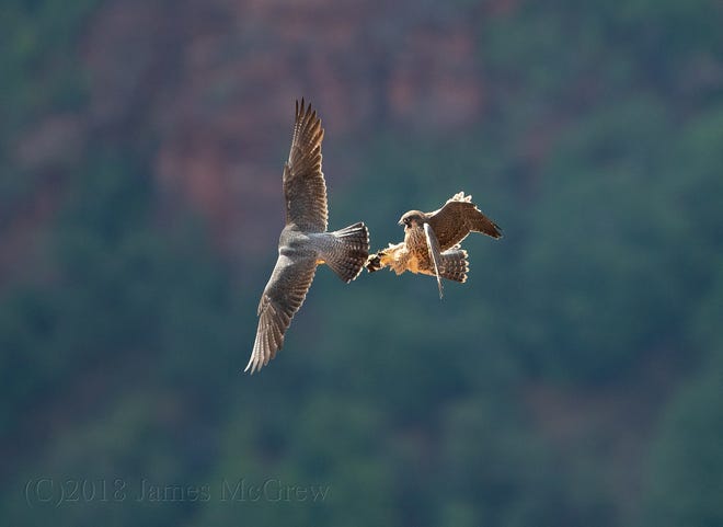 Peregrine falcons are photographed as they fly near Angels Landing inside Zion National Park.