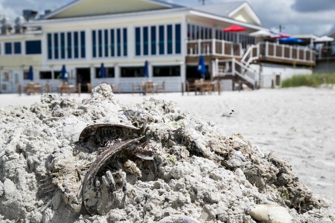 A pile of sand, dead fish and horseshoe crabs is surrounded by flies on Fort Myers Beach. Very few people were out on the beach, and very few people were eating lunch in the beachfront restaurants on Friday.