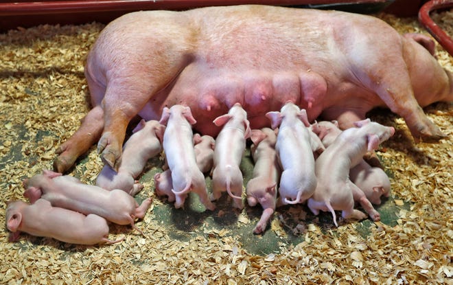 Many sows lost from commercial herds due to lameness may be attributed to lost minerals during gestation.