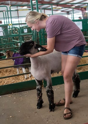 Callie Ward walks down the row of pens to put her lamb in its cage as she gets ready to show the lamb at the Ross County Fair this week.