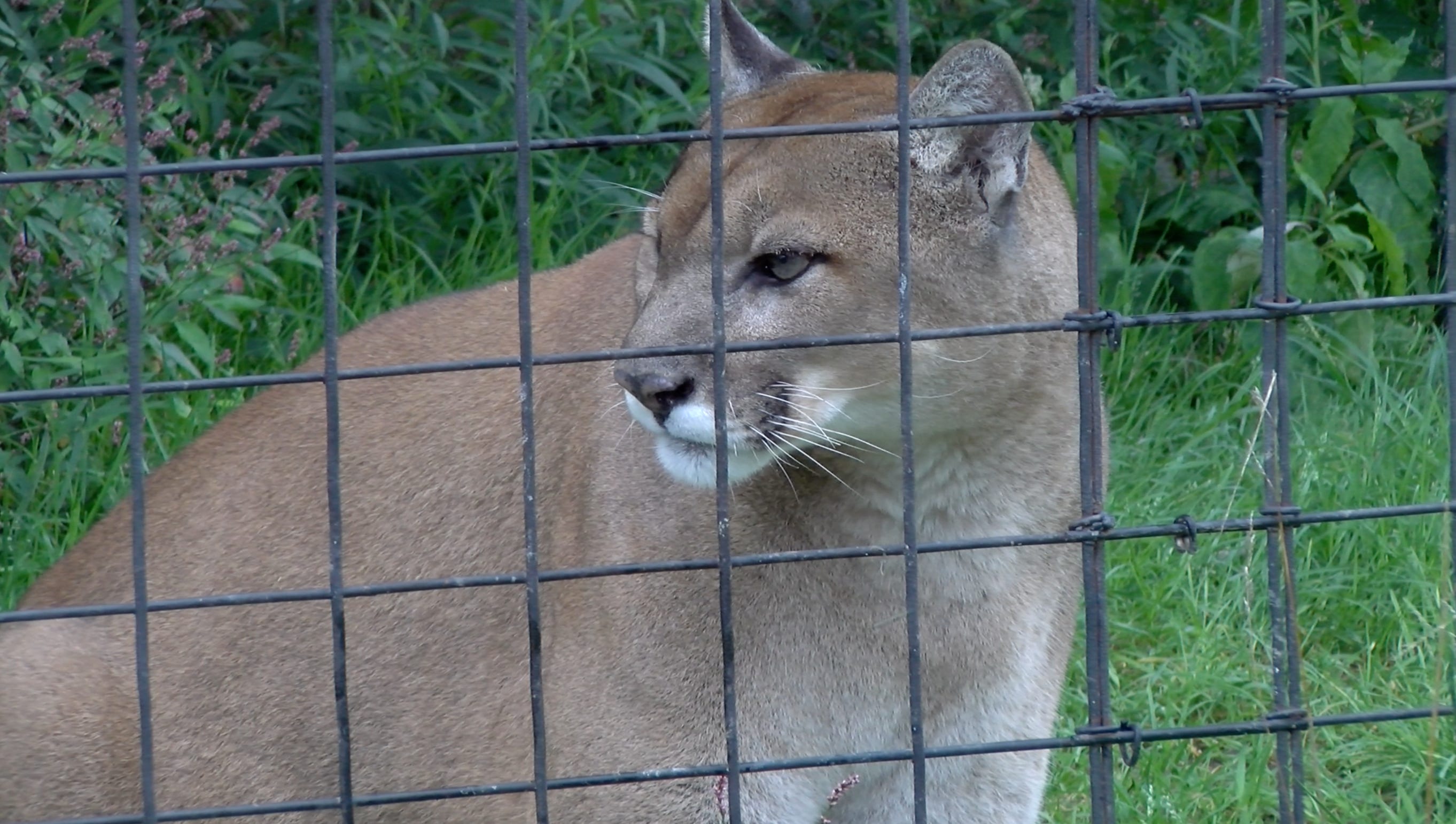Mountain lions in Pa.? Reported sightings in York County spark debate
