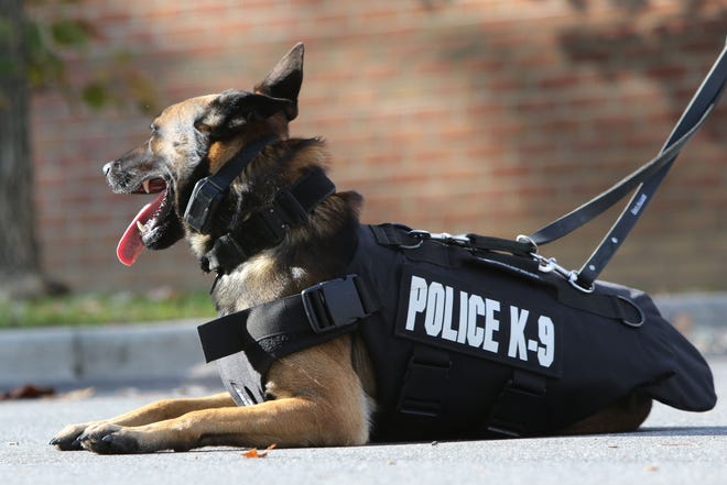 A Dover Police Department K-9 dog wears a donated bulletproof vest. While the vest prevents injury from gunshot wounds, dogs can become injured in other ways and need medical assistance in the field.
