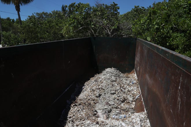 Dead marine life can be seen in a dumpster at the Sanibel Pier on Tuesday, Aug. 7, 2018. The tourism and fishing industry are seeing the effects of a red tide outbreak that has ravaged Southwest Florida.
