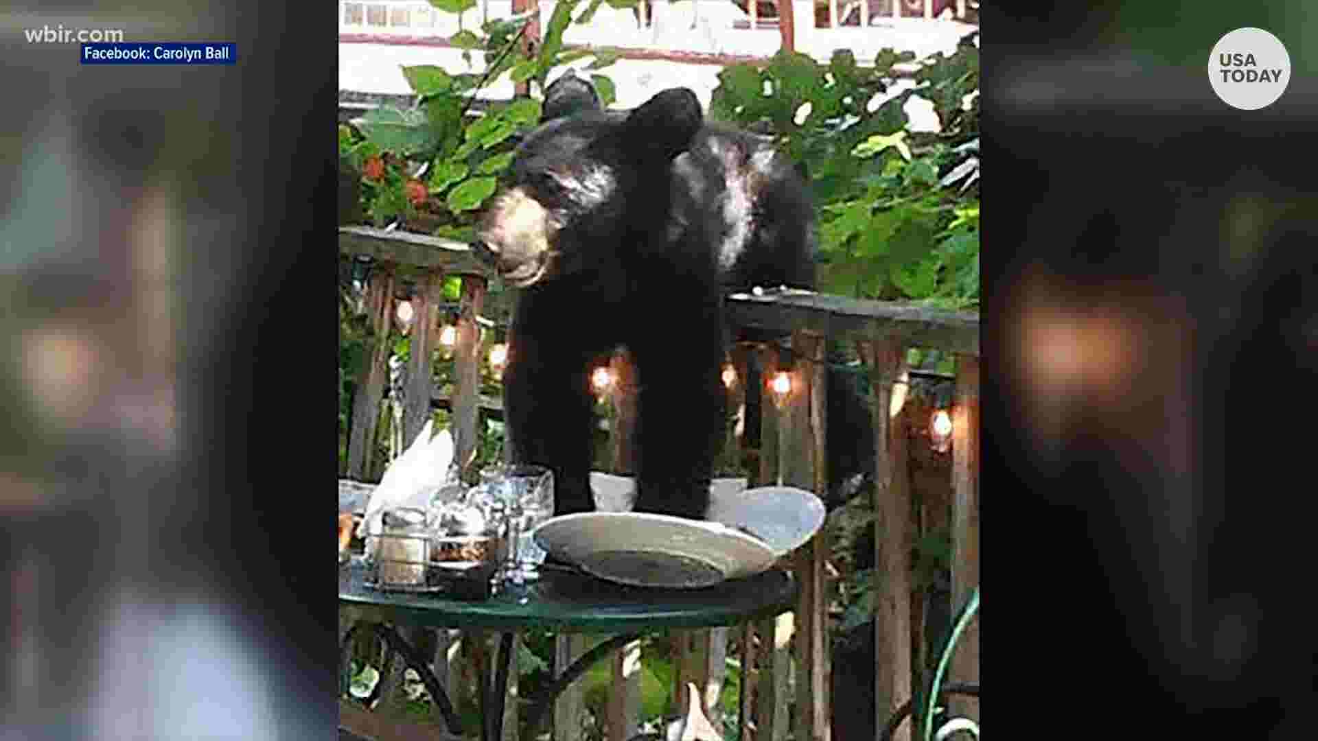 Bear steals pizza from restaurant in Great Smoky Mountains