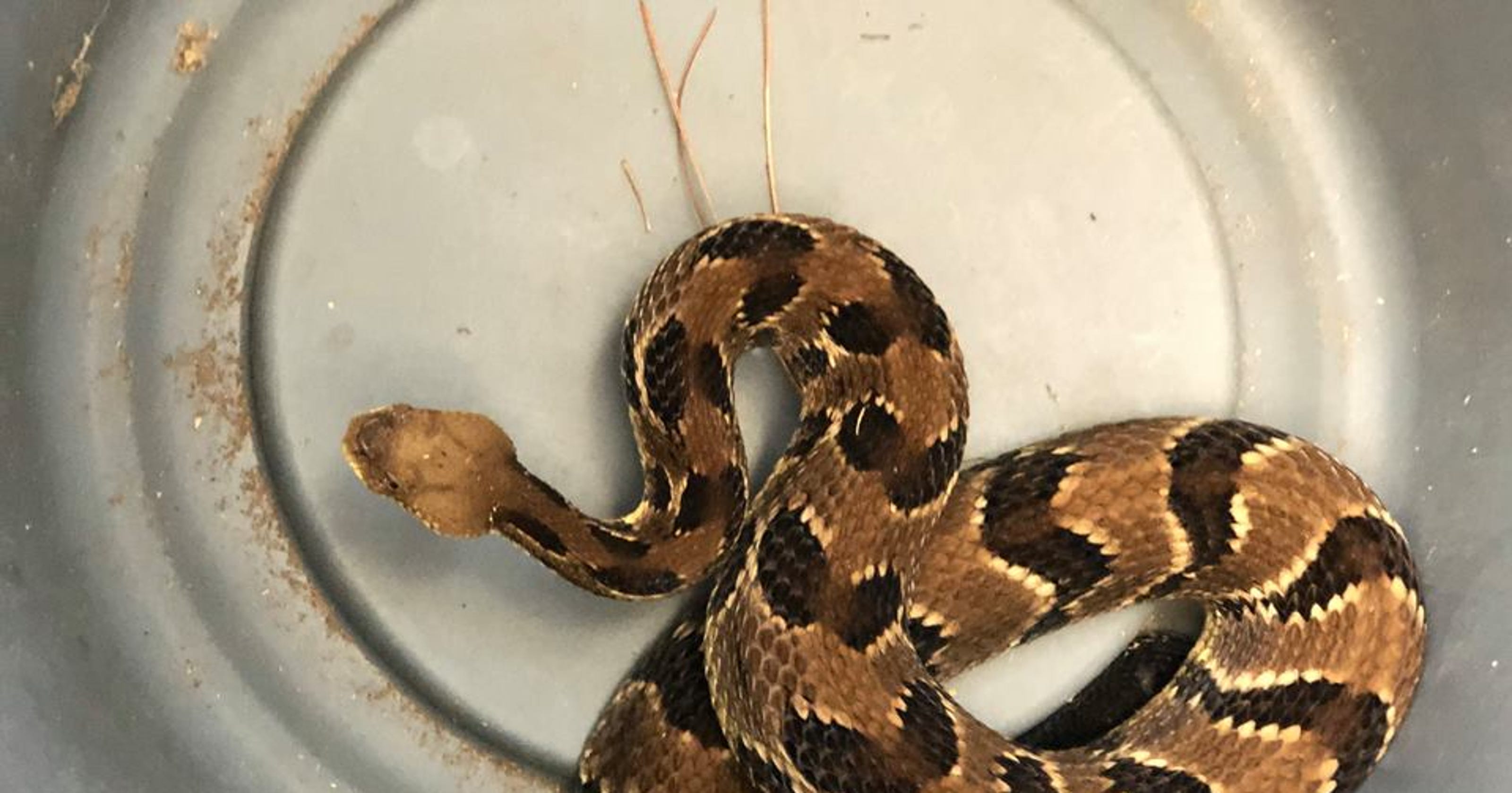 Snakes Dangerous Enough To Kill You Sold Freely In South